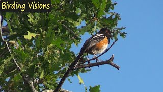 Spotted Towhee  song amp call  Wasatch Mountains Utah [upl. by Kcirdneh385]