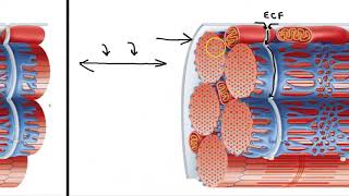 Sarcoplasmic Reticulum and T Tubules [upl. by Jonas365]