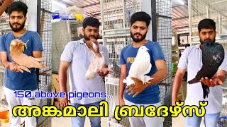 150ലധികം പ്രാവുകളും ആയി Rojin അങ്കമാലി Pigeon loft in Angamali Nibin Augustine [upl. by Mureil]