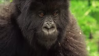 Meet This Family of Mountain Gorillas  Cousins  BBC Earth [upl. by Illene]