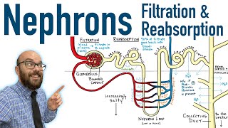 Nephrons  Filtration and Reabsorption Basics [upl. by Vivianna]