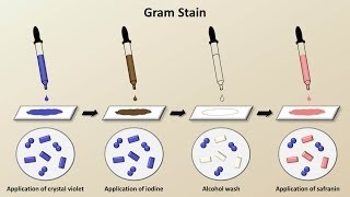 Classification of Bacteria Antibiotics  Lecture 1 [upl. by Etnahc]