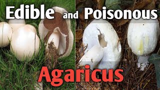 How to tell an edible agaricus mushroom from a poisonous one [upl. by Diahann]