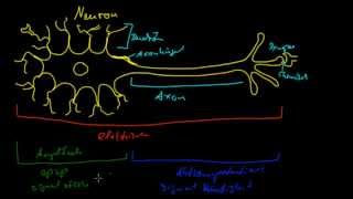 Neurobiologie  1 Aufbau einer Nervenzelle [upl. by Acessej]