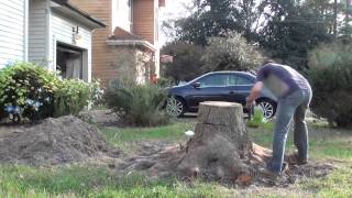 Removing front yard oak tree [upl. by Asirehc929]