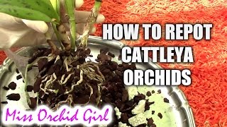 How to repot a Cattleya orchid [upl. by Evelina]