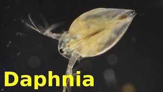 Daphnia [upl. by Dev259]