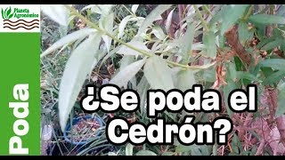 ✂️¿Conviene Podar o no podar el CEDRÓN🌳 [upl. by Roderigo119]