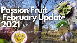 Passion Fruit Vines  Passiflora Edulis Update 2021 [upl. by Felt]