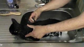 The Best Cat Bath Video You Will Ever Watch [upl. by Nylac]