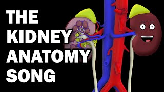 KIDNEY ANATOMY SONG [upl. by Nnylyam739]