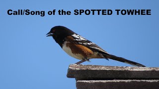 Spotted Towhee Call  Song  Sound  Singing  Nature Shared [upl. by Schuster]