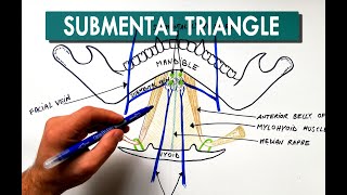 Submental Triangle  Boundaries amp Contents  Anatomy Tutorial [upl. by Llatsyrk]