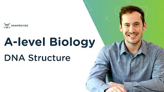 DNA Structure  Alevel Biology  OCR AQA Edexcel [upl. by Pitchford]