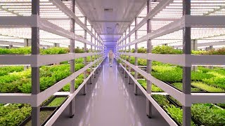 Growing Up How Vertical Farming Works [upl. by Zerat]