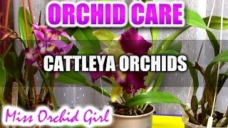 Orchid Care  How to care for Cattleya Orchids  watering fertilizing reblooming [upl. by Schott963]