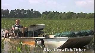 Crawfish Aquaculture in the South [upl. by Nidorf]