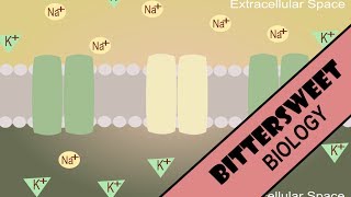 Neuron Resting Potential  Resting Membrane Potential [upl. by Buerger121]