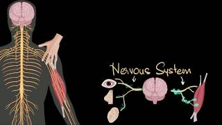 Nervous system central amp peripheral  Control amp Coordination  Biology  Khan Academy [upl. by Pinkerton499]