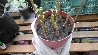 Poinsettia propagation using branch cuttings [upl. by Ana]