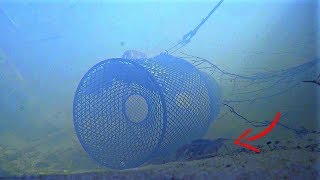 How to Catch Crawfish Underwater View [upl. by Yv]