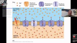 Resting Membrane Potential [upl. by Rim]