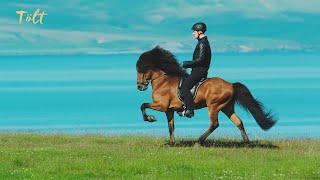 5 gaits of the Icelandic horse [upl. by Ydnas]