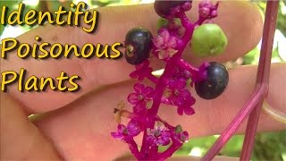 Poisonous Plants Identification  Pt 1 [upl. by Balthazar]