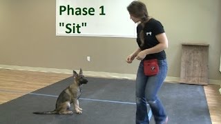 How to Train a Dog to quotSitquot K91com [upl. by Ysset964]