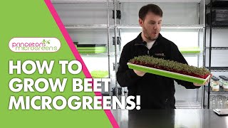 How to grow Beet Microgreens [upl. by Ettezzus]