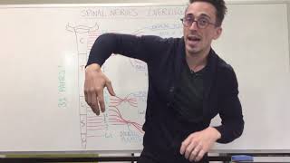 Spinal Nerve Plexus  Peripheral Nervous System [upl. by Ahsilram255]