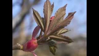 Plant portrait  Red buckeye Aesculus pavia [upl. by Lougheed]