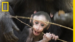 Get to Know These Cute Baby Monkeys  National Geographic [upl. by Adalai]