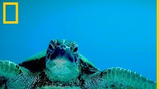 Tortugas marinas 101  National Geographic en Español [upl. by Owens]