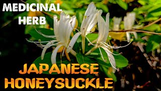 Japanese Honeysuckle AN INVASIVE MEDICINAL PLANT Lonicera japonica Identification amp Uses [upl. by Ardle]