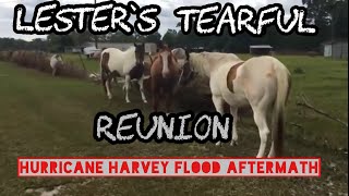 Tearful Reunion with farm animals after Hurricane Harvey flooding LonghornLester’s [upl. by Dana]