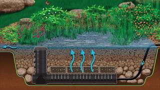 Wetland Filtration for Pond Health [upl. by Yntruoc]