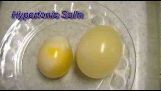 Egg Osmosis Hypertonic vs Hypotonic Solution [upl. by Sandro596]