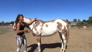 How to Mount a Horse Bareback [upl. by Dabney]