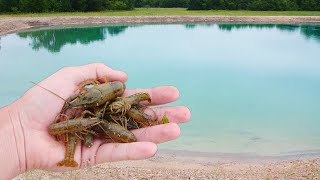 Catching Crawfish For My New Ponds [upl. by Notyalc]