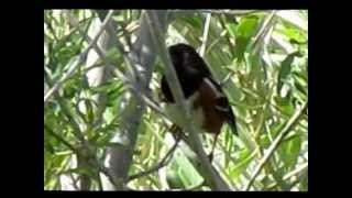 Spotted Towhee quoterweequot call [upl. by Oremo932]