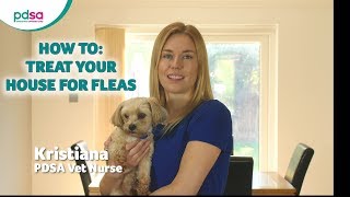 How To Treat Your House For Fleas PDSA Petwise Pet Health Hub [upl. by Balbur981]