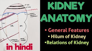 Kidney  Relations amp Features  Kidney Anatomy  Abdomen [upl. by Arekahs]