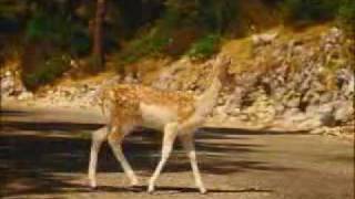 David Lynchs PS2 Commercial  Bambi [upl. by Lobel]