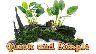 Easiest Way to Attach Plants to Driftwood [upl. by Rogovy]