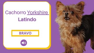 Cachorro Yorkshire Latindo   Som do Latido de 3 Yorkshire [upl. by Brietta]