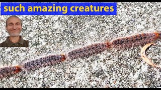 Australian Processionary Caterpillars video V004 [upl. by Helfand]