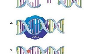 Ligation Using T4 DNA Ligase  Amrita University [upl. by Docila38]