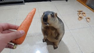 marmot is a divine sound carrot grinder [upl. by Etteiram]