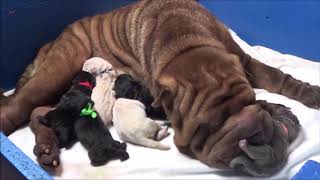 Shar Pei parto en vivo  Nacimiento cachorros azules wwwsharpeies  Childbirth dogs puppys [upl. by Applegate]